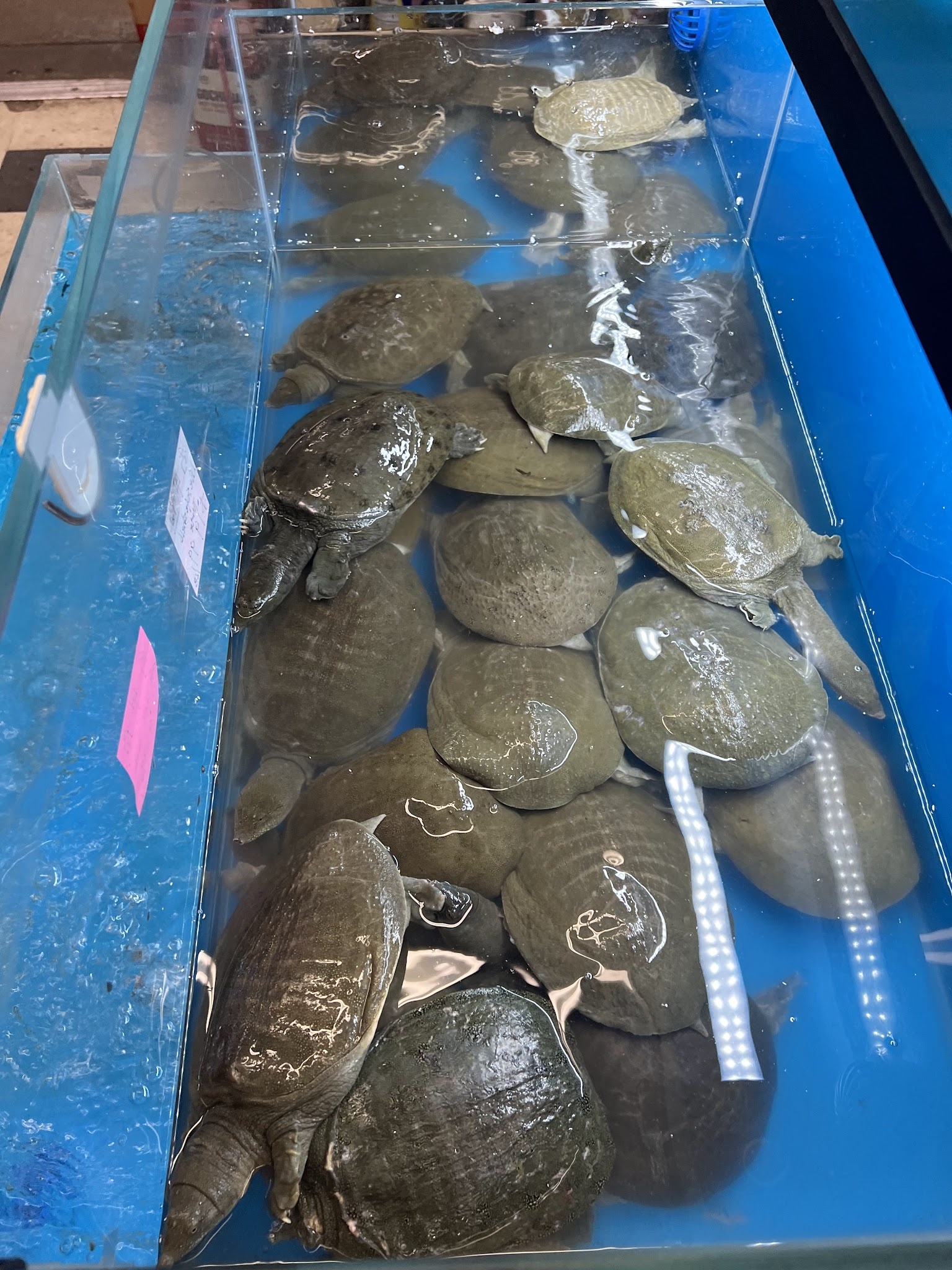 Shopping at Many More